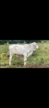 Garrotim Brahma