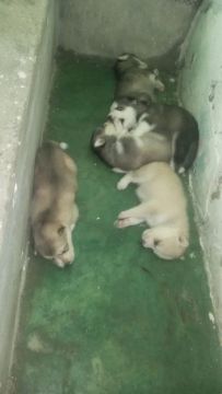 Filhotes de Husky Siberiano