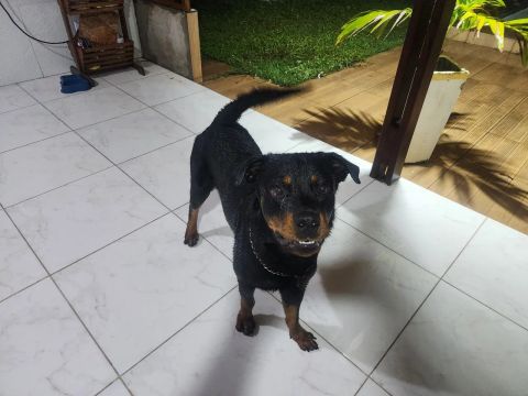 Rottweiler - Filhote lindo e brincalhão
