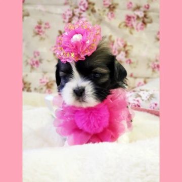 Shihtzu filhotes fêmea lindas em loja 