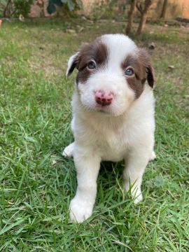 Filhotes de Bolder Collie