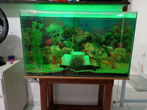 Aquário de água doce com decoração completa e Peixes 