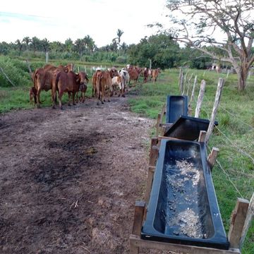 Fazenda de 96 ha em Miranda do Norte
