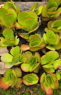 Lote para revenda 15 plantas por 40$