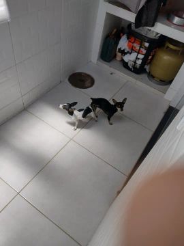 Filhote de Pinscher 0 macho