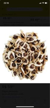 Sementes de Moringa 