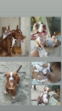 Pitbull APBT 