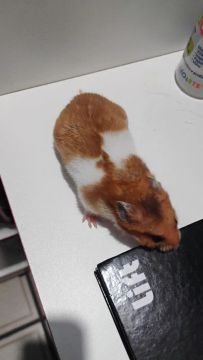 Hamster Sírio Fêmea 