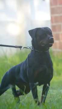 Filhotes Rottweiler !