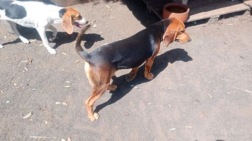 Casal cachorro americano 