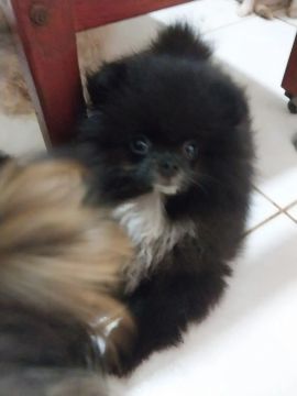 Filhote de Spitz Alemão anão