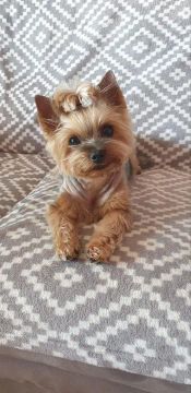 Yorkshire Bebês - Peludinhos e Encantadores!