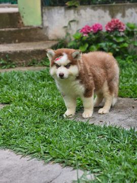 Husky Siberiano | Entrega em Maringá 20/02 