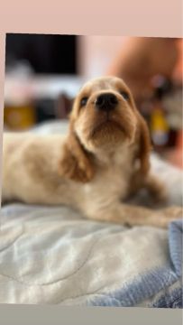 Filhote de Cocker Spaniel Inglês