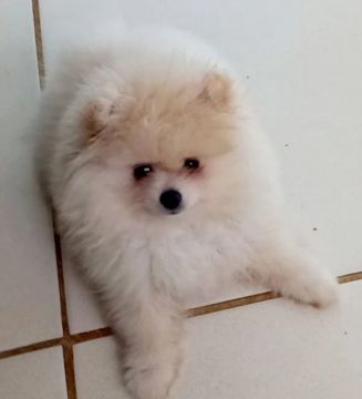 Filhote de Spitz Alemão