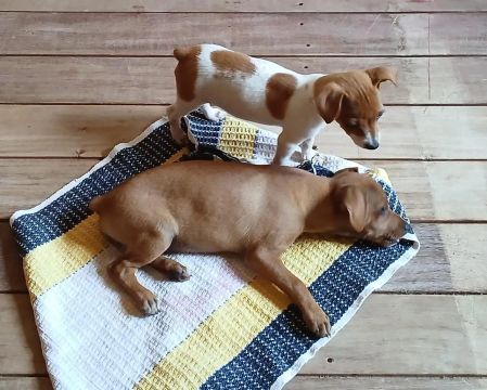 Vende-se filhote de Pinscher