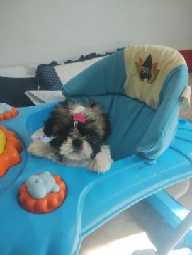 Vendo filhote de shih tzu fêmea 