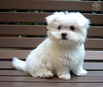 Filhote de Maltês Fêmea: Pequena Encantadora para Grande Felicidade