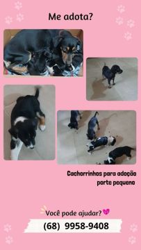Cachorrinhos para adoção - porte médio 