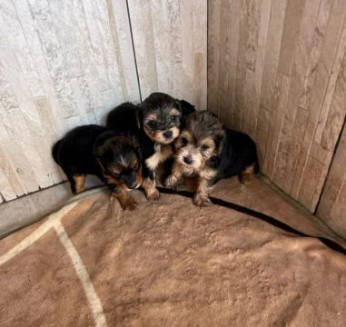 Yorkshire Terrier Filhotes Lindos