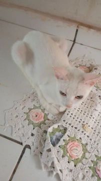 Gatos para adoção 