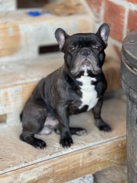 Buldogue francês para cruza 
