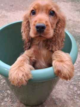 Cocker Spaniel Inglês Macho 