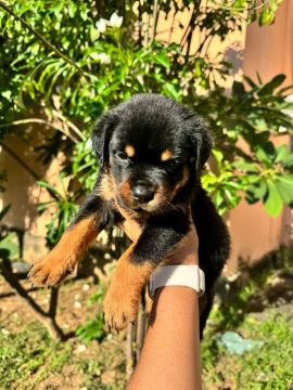  Rottweiler 