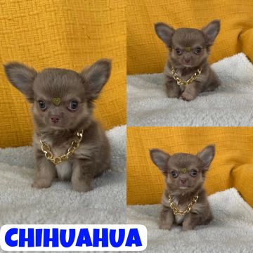 Chihuahua Pêlo Longo Macho c/ Pedigre + Microchipe + Garantia