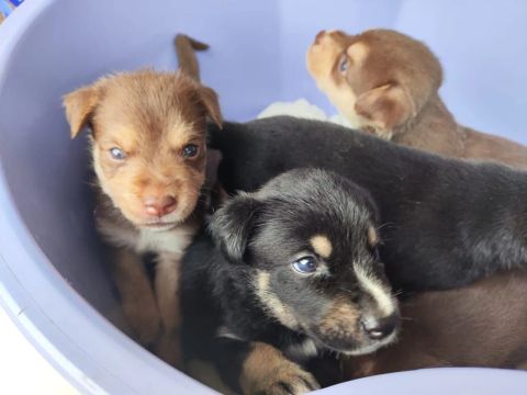 Filhotes de cachorros fofinhos para adoção
