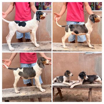 Filhotes de American Foxhound