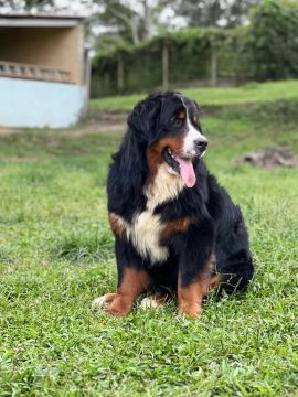 Filhote de Bernese Mountain Dog