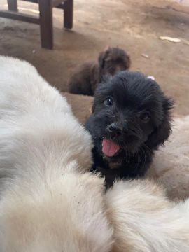 Filhote de poodle 