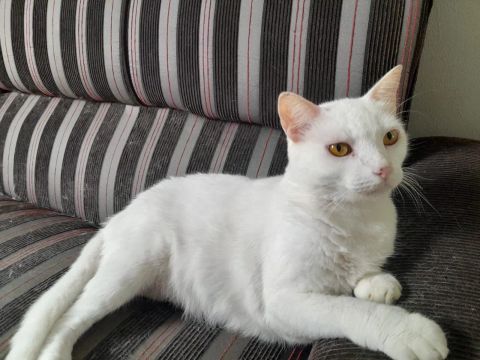 Gato branco lindo para adoção