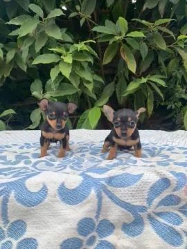 Dois filhotes de Pinscher