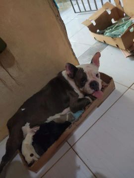 Bulldog francês 