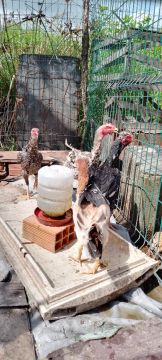 Galinhas disponíveis!!