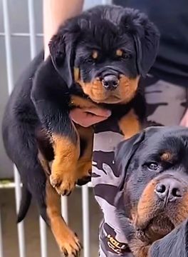 Rottweiler Alemão 