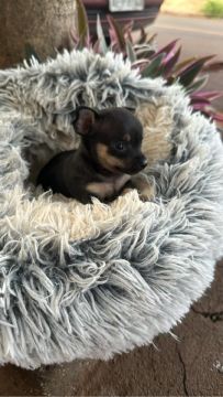 Cachorros Pinscher 01