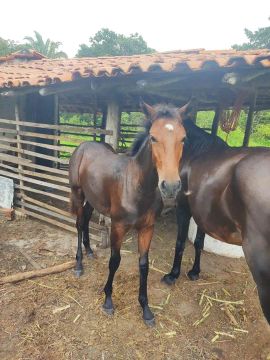 Cavalo (potro)
