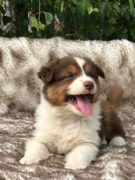 Filhote de border collie muito animado !
