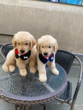 5 filhotes Golden Retriever MACHOS  $1350 cada 