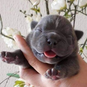 American bully