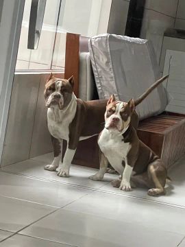 American bully