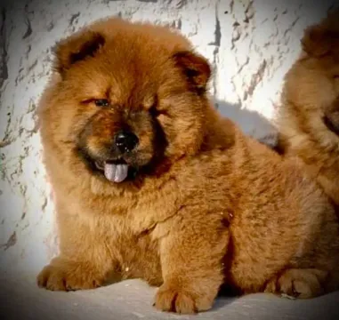 Chow Chow filhote fêmea