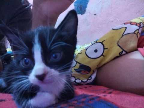 [GATINHO FILHOTE DISPONÍVEL P/ ADOÇÃO RESPONSÁVEL]
