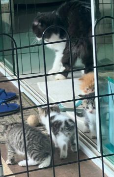 Gatinhos fofinhos para adoção