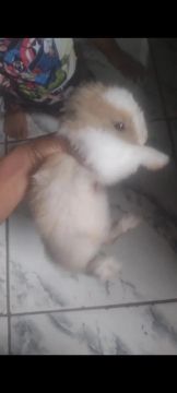 Coelhinho fofinho a venda