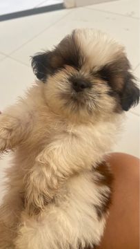 Filhote Shih Tzu 
