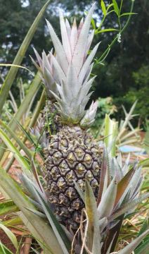 muda de abacaxi perola super doce
